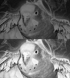 Wings Of Smoke